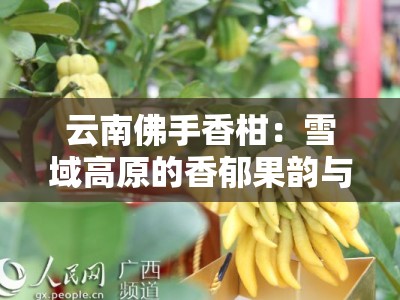 云南佛手香柑：雪域高原的香郁果韵与天然馈赠