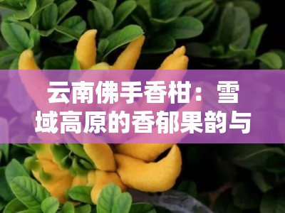 云南佛手香柑：雪域高原的香郁果韵与天然馈赠