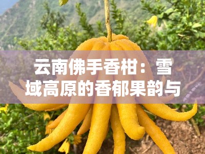 云南佛手香柑：雪域高原的香郁果韵与天然馈赠