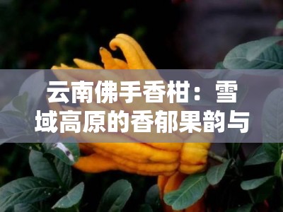 云南佛手香柑：雪域高原的香郁果韵与天然馈赠