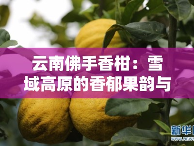 云南佛手香柑：雪域高原的香郁果韵与天然馈赠