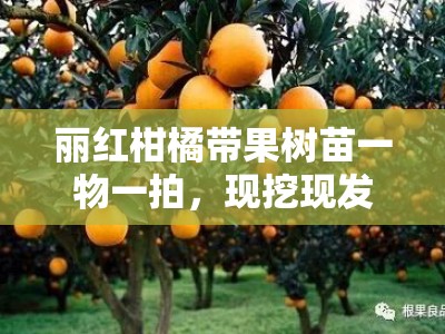 丽红柑橘带果树苗一物一拍，现挖现发保成活优质柑橘苗