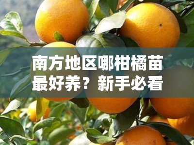 南方地区哪柑橘苗最好养？新手必看的品种推荐与种植技巧