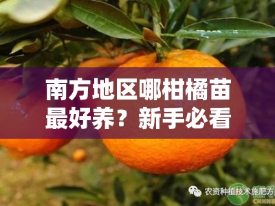 南方地区哪柑橘苗最好养？新手必看的品种推荐与种植技巧