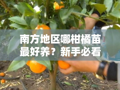 南方地区哪柑橘苗最好养？新手必看的品种推荐与种植技巧