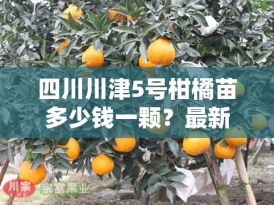 四川川津5号柑橘苗多少钱一颗？最新价格及批发优惠详情