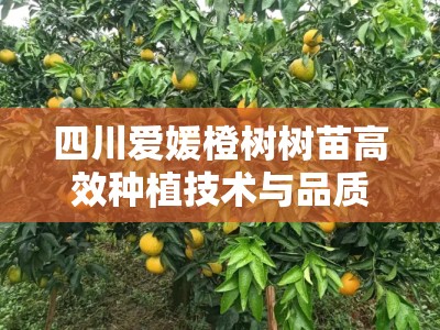 四川爱媛橙树树苗高效种植技术与品质选购全指南