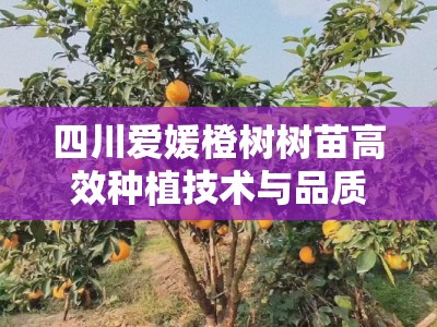 四川爱媛橙树树苗高效种植技术与品质选购全指南