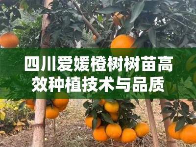 四川爱媛橙树树苗高效种植技术与品质选购全指南