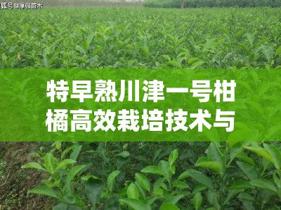 特早熟川津一号柑橘高效栽培技术与早熟优势解析