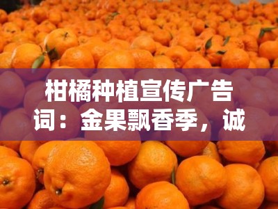 柑橘种植宣传广告词：金果飘香季，诚邀您共筑甜蜜致富路！