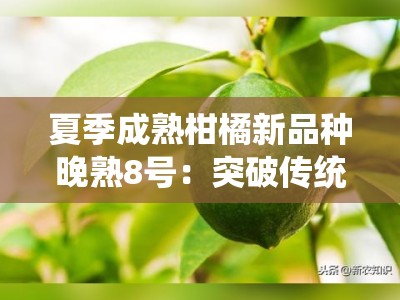 夏季成熟柑橘新品种晚熟8号：突破传统种植周期的优质高产新选择