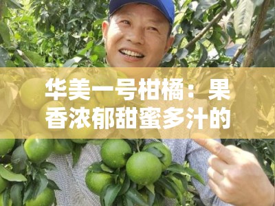 华美一号柑橘：果香浓郁甜蜜多汁的优质新品种