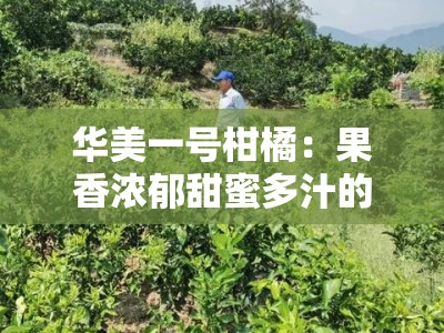华美一号柑橘：果香浓郁甜蜜多汁的优质新品种