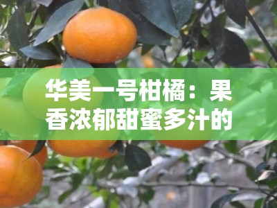 华美一号柑橘：果香浓郁甜蜜多汁的优质新品种