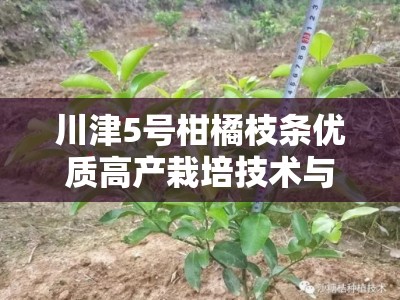川津5号柑橘枝条优质高产栽培技术与嫁接管理要点解析