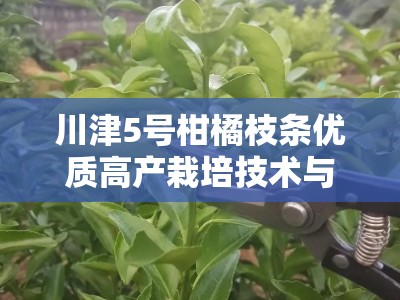 川津5号柑橘枝条优质高产栽培技术与嫁接管理要点解析
