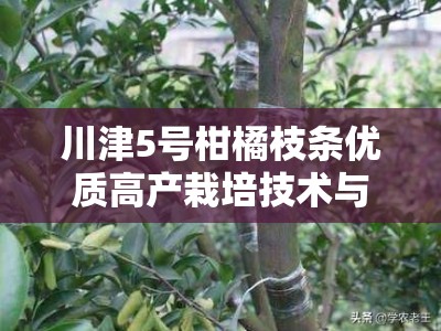 川津5号柑橘枝条优质高产栽培技术与嫁接管理要点解析