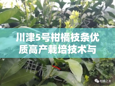 川津5号柑橘枝条优质高产栽培技术与嫁接管理要点解析