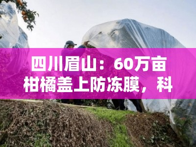 四川眉山：60万亩柑橘盖上防冻膜，科技助力果农应对寒潮保丰收