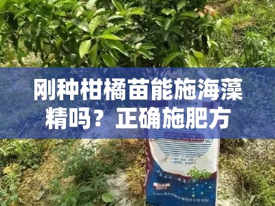 刚种柑橘苗能施海藻精吗？正确施肥方法与注意事项全解析