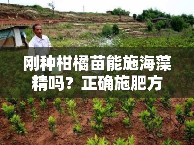 刚种柑橘苗能施海藻精吗？正确施肥方法与注意事项全解析
