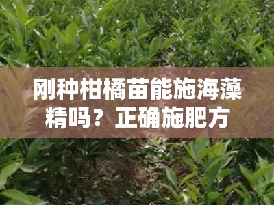 刚种柑橘苗能施海藻精吗？正确施肥方法与注意事项全解析