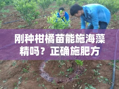 刚种柑橘苗能施海藻精吗？正确施肥方法与注意事项全解析