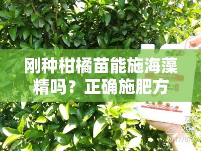 刚种柑橘苗能施海藻精吗？正确施肥方法与注意事项全解析