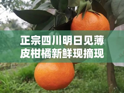 正宗四川明日见薄皮柑橘新鲜现摘现发，当季爆汁甜橙自然成熟产地直供