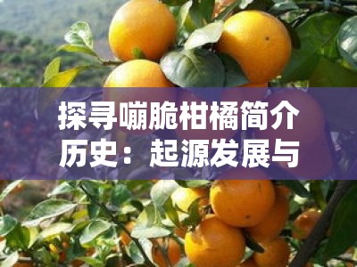 探寻嘣脆柑橘简介历史：起源发展与种植渊源探秘
