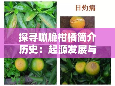 探寻嘣脆柑橘简介历史：起源发展与种植渊源探秘