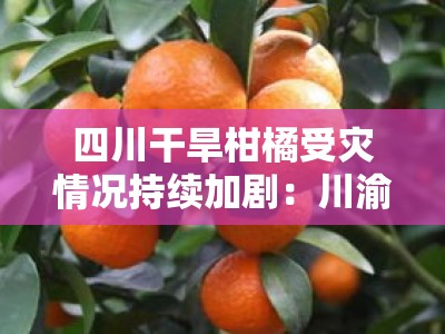 四川干旱柑橘受灾情况持续加剧：川渝多地果农面临大面积减产困境