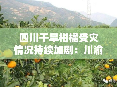 四川干旱柑橘受灾情况持续加剧：川渝多地果农面临大面积减产困境
