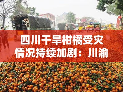四川干旱柑橘受灾情况持续加剧：川渝多地果农面临大面积减产困境