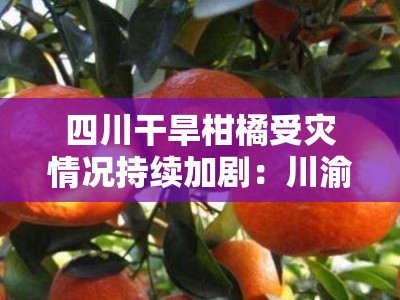 四川干旱柑橘受灾情况持续加剧：川渝多地果农面临大面积减产困境