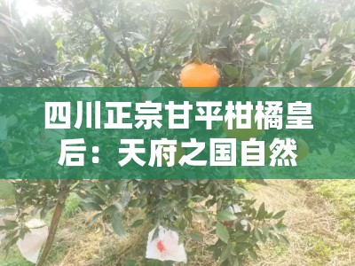 四川正宗甘平柑橘皇后：天府之国自然馈赠的果中珍品