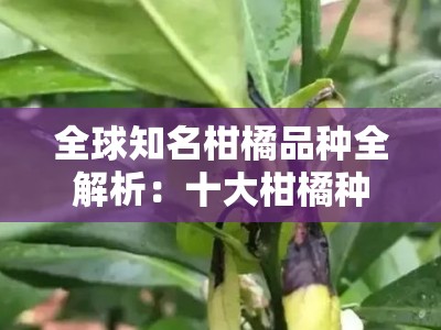 全球知名柑橘品种全解析：十大柑橘种类特色与产地盘点