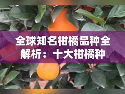 全球知名柑橘品种全解析：十大柑橘种类特色与产地盘点