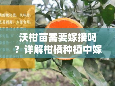 沃柑苗需要嫁接吗？详解柑橘种植中嫁接的必要性与技术要点