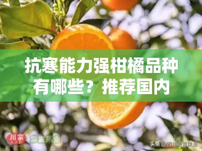 抗寒能力强柑橘品种有哪些？推荐国内优质抗冻柑橘品种