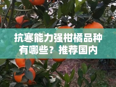 抗寒能力强柑橘品种有哪些？推荐国内优质抗冻柑橘品种