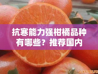 抗寒能力强柑橘品种有哪些？推荐国内优质抗冻柑橘品种