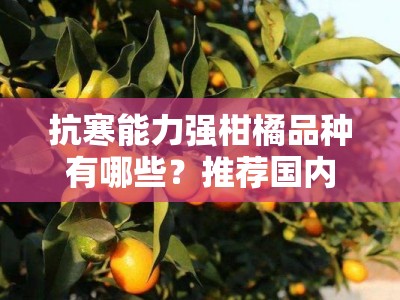 抗寒能力强柑橘品种有哪些？推荐国内优质抗冻柑橘品种