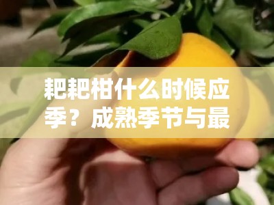 耙耙柑什么时候应季？成熟季节与最佳品尝时间指南