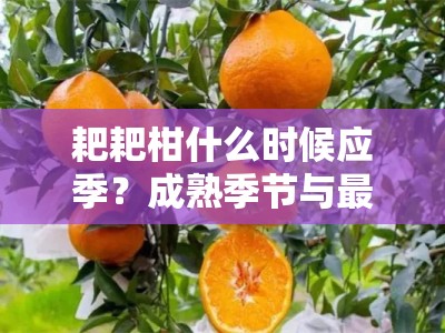 耙耙柑什么时候应季？成熟季节与最佳品尝时间指南