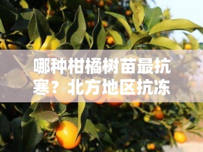 哪种柑橘树苗最抗寒？北方地区抗冻品种推荐及栽培技巧解析