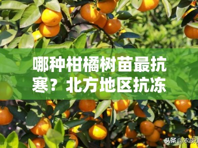 哪种柑橘树苗最抗寒？北方地区抗冻品种推荐及栽培技巧解析