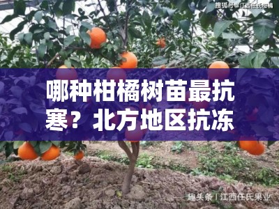 哪种柑橘树苗最抗寒？北方地区抗冻品种推荐及栽培技巧解析