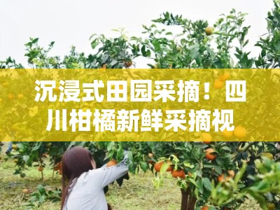 沉浸式田园采摘！四川柑橘新鲜采摘视频大全，果香四溢的高清实拍视觉盛宴